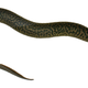 A reticulated siren from northwestern Florida (Okaloosa County)